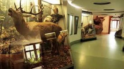 Muzeum Tatrzańskie im. Tytusa Chałubińskiego