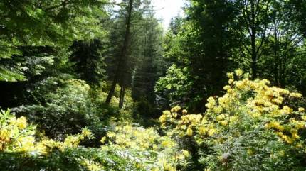 Arboretum im. Mieczysława Wilczkiewicza