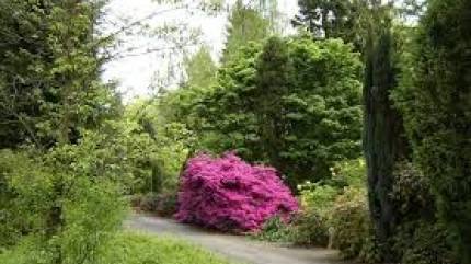 Arboretum im. Mieczysława Wilczkiewicza