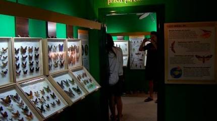 Muzeum Motyli