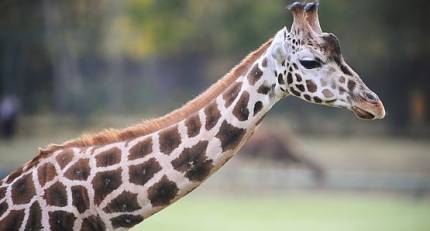 ZOO - Miejski Ogród Zoologiczny