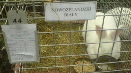 Poznańska Palmiarnia