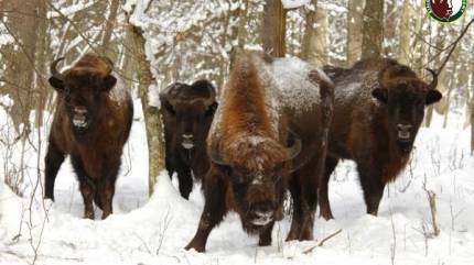Białowieski Park Narodowy