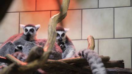 Opolskie ZOO