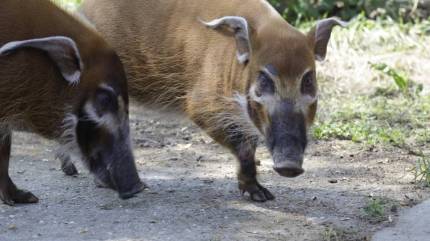 Opolskie ZOO