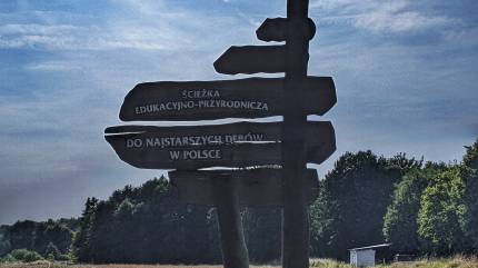 Kierunkowskazy do najstarszych dębów i ścieki edukacyjnej. Fot. Łukasz Grzejszczak Mojeurlopy.pl