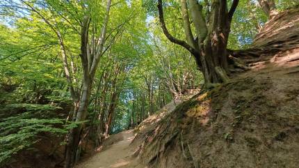 Zbocza wąwozu Lisi Jar. Nadmorski Park Krajobrazowy, Jastrzębia Góra. Fot. Łukasz Grzejszczak Mojeurlopy.pl