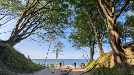 Ogromne, stare buki przy wyjściu z Lisiego Jaru na plażę 19 w Jastrzębiej Górze. Fot. Łukasz Grzejszczak Mojeurlopy.pl