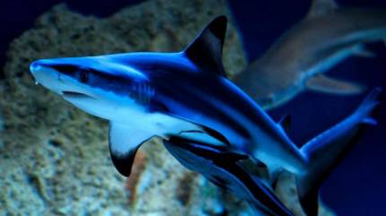 Oceanarium Niechorze