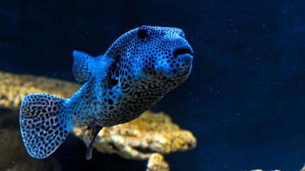 Oceanarium Niechorze