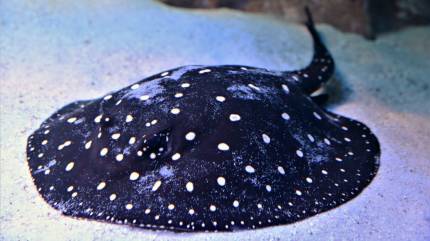 Oceanarium Niechorze