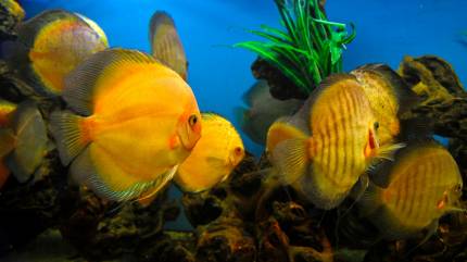 Oceanarium Niechorze
