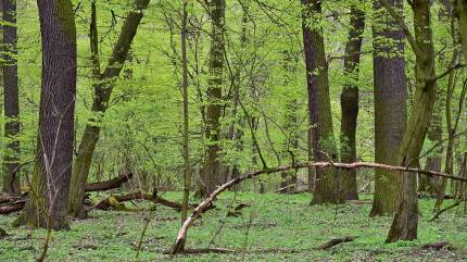By Adrian Grycuk - Praca własna, CC BY-SA 3.0 pl, https://commons.wikimedia.org/w/index.php?curid=63552915