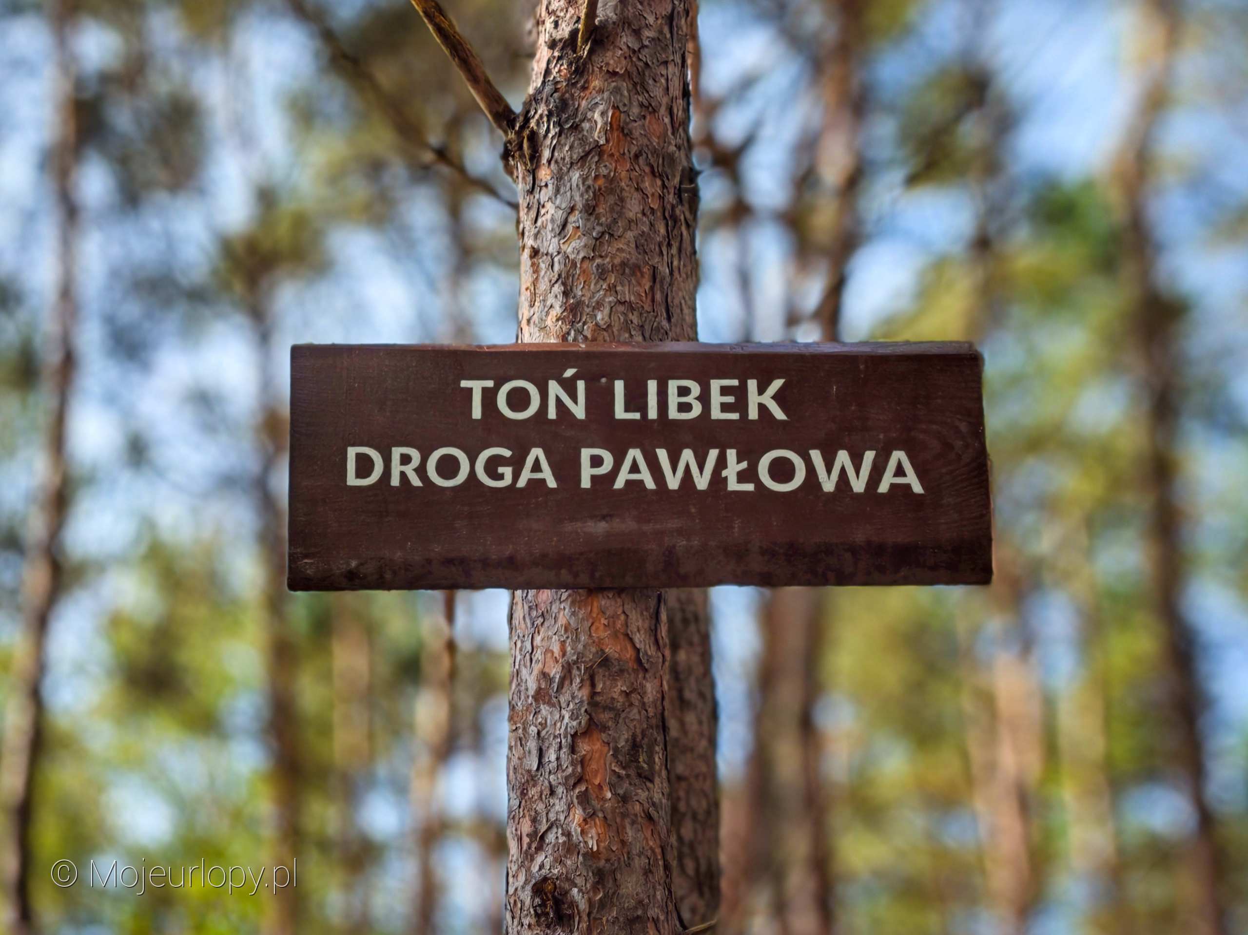 Toń Libek, droga Pawłowa. Góra Libek w Kuźnicy