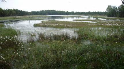 Wielkie Bagno Słowińskiego Parku Narodowego