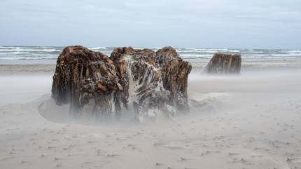 Zatopiony las w wietrzny dzień na plaży koło Czołpina, fot. Edyta Ziółkowska