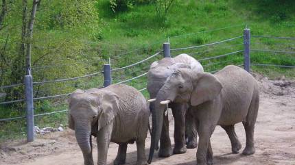 Nowe Zoo. Fot. Kapsuglan - Praca własna, CC BY-SA 3.0, https://commons.wikimedia.org