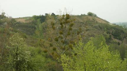 Góry Pieprzowe i często występująca tam jemioła. CC BY-SA 2.5, https://commons.wikimedia.org