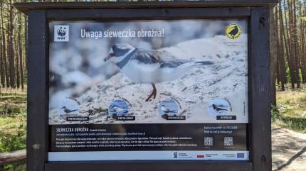 Informacja o Siewieczce obrożnej. Plaża obok Latarni Morskiej Kikut. Fot. Łukasz Grzejszczak Mojeurlopy.pl