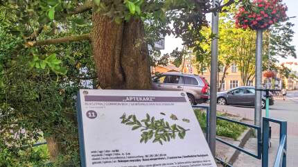 Aptekarz - Pomnik Przyrody. Fot. Łukasz Grzejszczak Mojeurlopy.pl