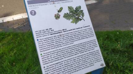 Dąb Pomnik Przyrody Storrada. Fot. Łukasz Grzejszczak Mojeurlopy.pl