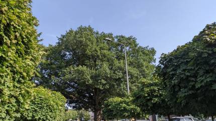 Dąb Pomnik Przyrody Storrada. Fot. Łukasz Grzejszczak Mojeurlopy.pl
