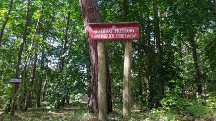 Nadmorski Bór Storczykowy - Rezerwat Przyrody Fot. Łukasz Grzejszczak Mojeurlopy.pl