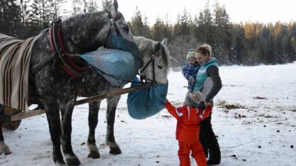 Kuligi Letnie i Zimowe