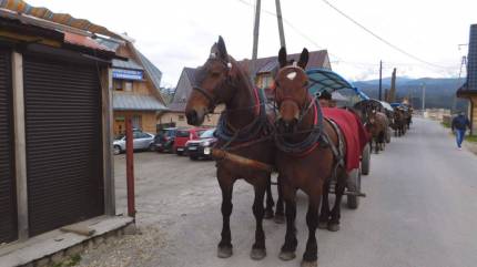 Kuligi Letnie i Zimowe