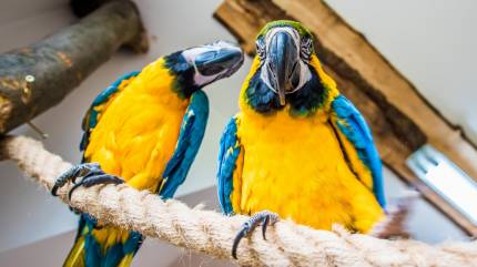 Największa Papugarnia Egzotyczne Zakopane